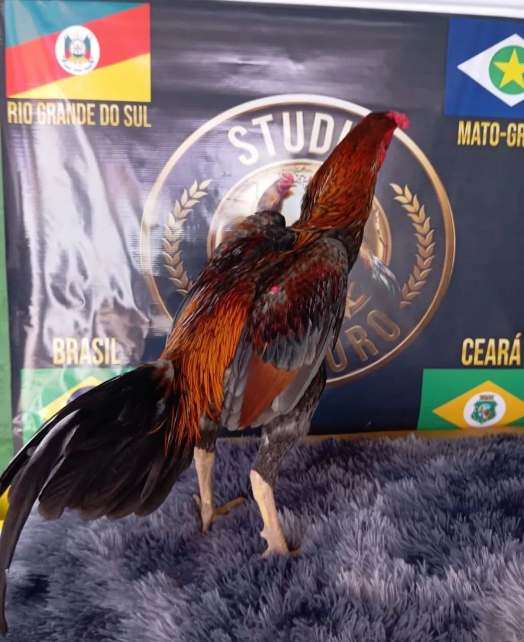 Aves  - Foto 3
