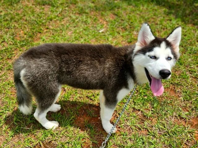 FILHOTE DE HUSKY SIBERIANO c/ DESCONTO de R$ 500,00!!! ÚLTIMA Fêmea c/ PEDIGREE da CBKC!!! - Foto 3