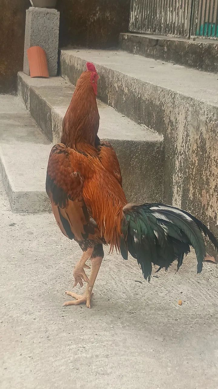 Galo coca muito lindo  - Foto 4