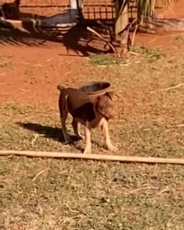 Fox paulistinha - Foto 2