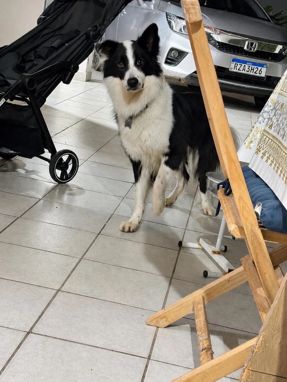 Procura-se namorada para border collie! - Foto 2