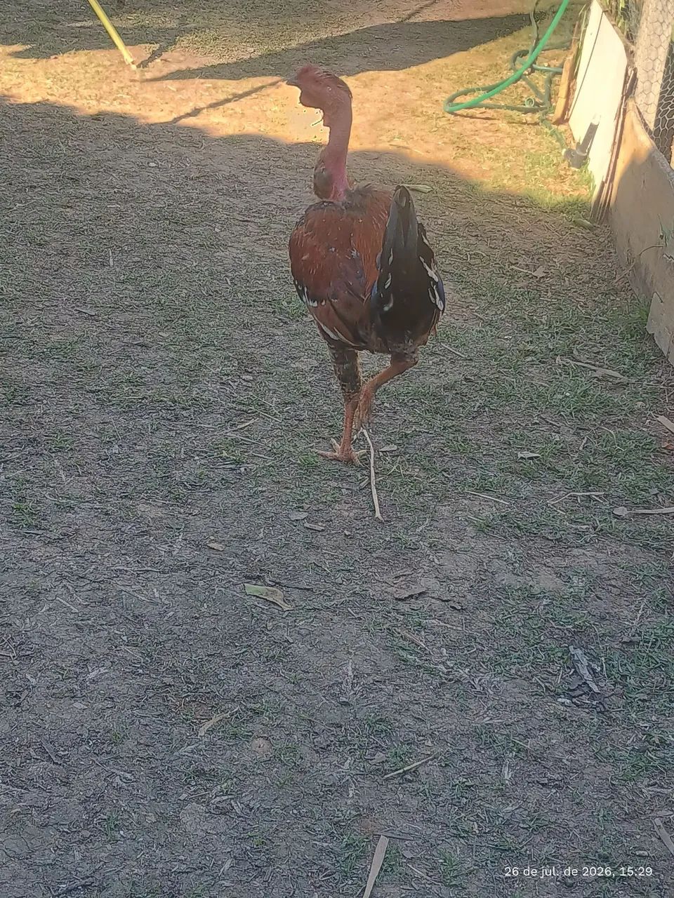 Frango pescoço pelado  - Foto 2