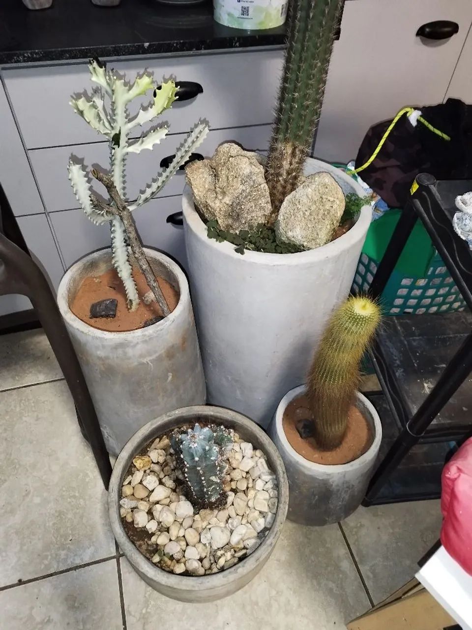 Vasos com plantas 