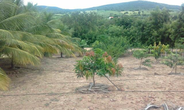 Sitio no Povoado de Olhos D'agua de Cima em Jacobina ba - Foto 11