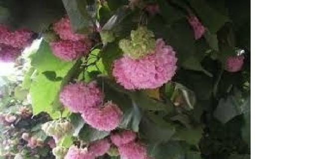 Astrapeia (Dombeya wallichii) R$ 50,00; R$ 30 ou R$ 12,00 - Foto 3