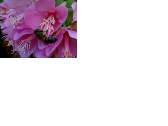 Astrapeia (Dombeya wallichii) R$ 50,00; R$ 30 ou R$ 12,00 - Foto 4