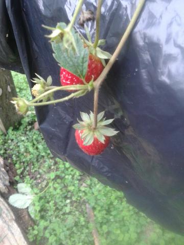Mudas de morango - Foto 4