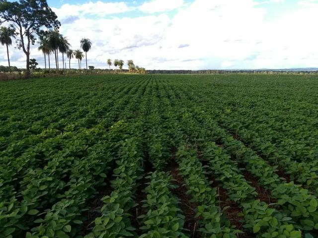Fazenda. no Ms p Arrendamento de Lavouras 2650 há Show de Bola - Foto 7