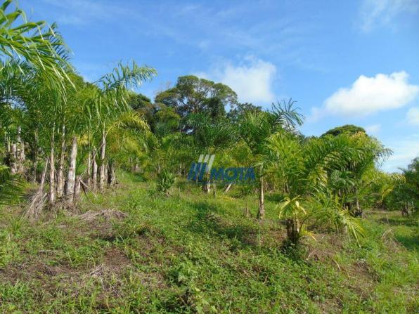 Fazenda antonina - Foto 4
