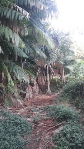 Vendo excelente chácara as margens da ma 216** 30 hectares em Penalva ma - Foto 2