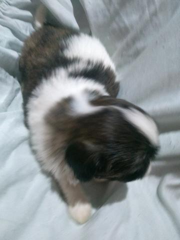 Macho Shi Tzu legítimo - Foto 4