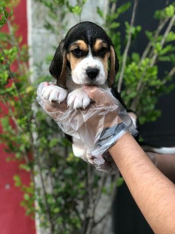 Beagle 13 polegadas, bicolor e tricolor, com suporte veterinário gratuito