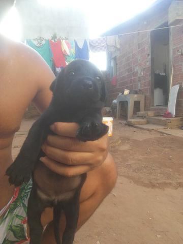 Vendo ou troco Lindos filhotes de Labrador - Foto 2