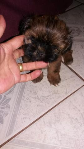 Shih tzu - Foto 2
