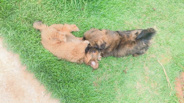 Vende-se cachorro Shitszu (fêmea) urgente - Foto 5