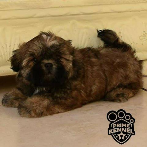 Shih Tzu 12 x R$60,24 - Foto 6