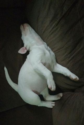 Bull Terrier - Foto 2