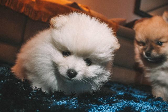 Lulu da Pomerânia/Spitz Alemão - Foto 6
