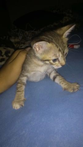 Doação gata femea mestiça - Foto 2