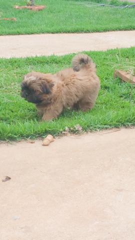 Vende-se cachorro Shitszu (fêmea) urgente - Foto 2