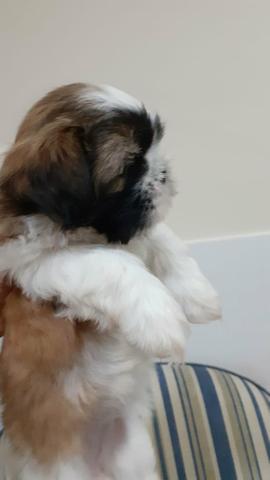 Lindissimos shihtzus amados !!
