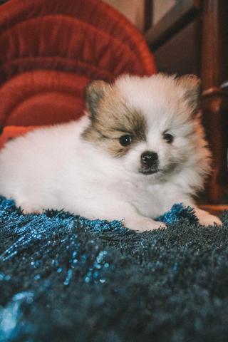 Lulu da Pomerânia/Spitz Alemão - Foto 5