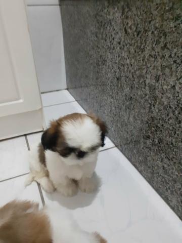 Lindissimos shihtzus amados !! - Foto 3