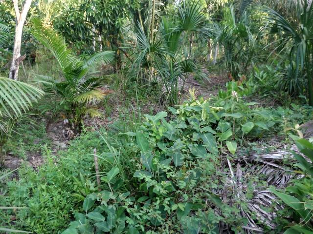 Sítio em Bacabeira - Foto 4