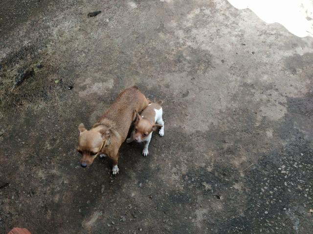 Vendo filhote de Pinscher 1 - Foto 2