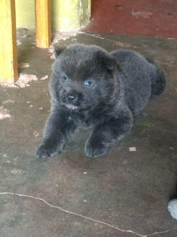 Vendo filhotes Chow Chow! - Foto 2
