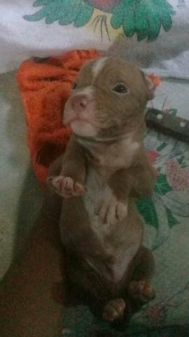 Vendo ou troco - Foto 5