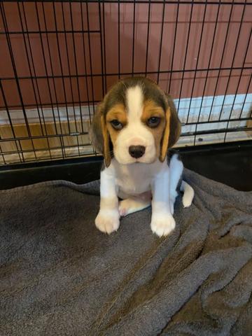 Beagle 13 polegadas, bicolor e tricolor, com suporte veterinário gratuito! - Foto 3