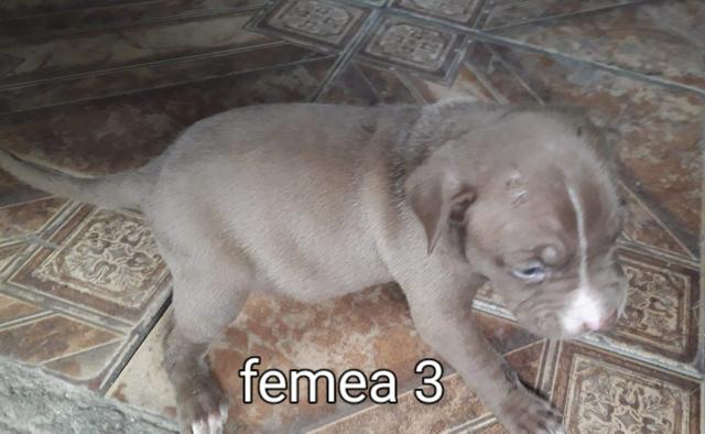Pit bull puro