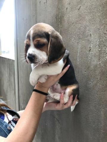 Beagle mini, filhotes a pronta entrega, (bicolor/tricolor) com garantia de saúde - Foto 2