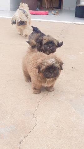 Vende-se cachorro Shitszu (fêmea) urgente - Foto 4