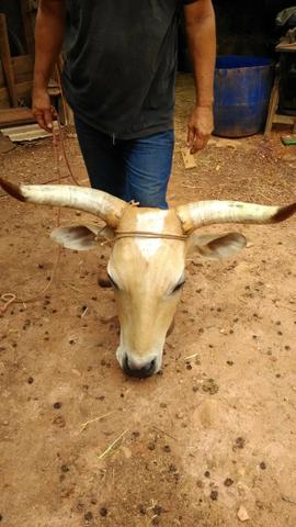 Cabeça de boi embalsamada