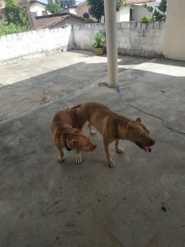 Pitbull - Foto 2