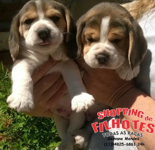 Beagle 13 polegadas, bicolor e tricolor, com suporte veterinário gratuito!