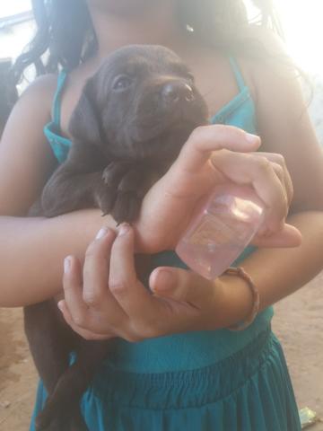 Vendo ou troco Lindos filhotes de Labrador - Foto 3