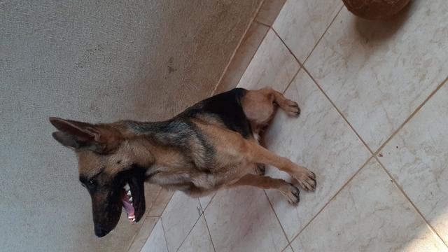 Cachorros - Foto 3