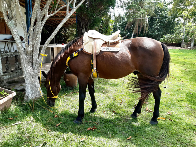 Cavalo Meio Sangue - Foto 3