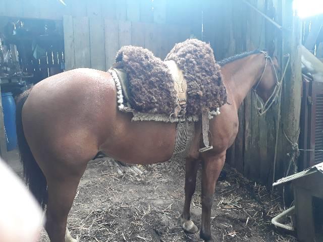 Cavalo quarto de milha PO com documentos - Foto 2