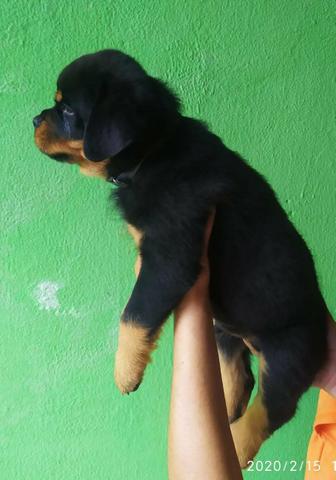 Filhotes de rottweiler - Foto 3