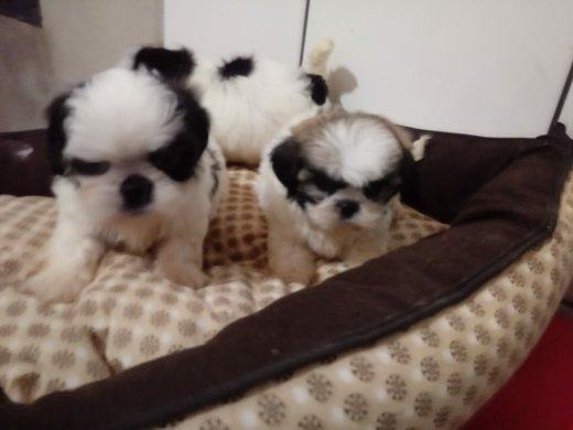 Lhasa apso, pequenos filhotes - Foto 3