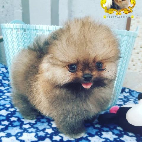 Spitz alemão - Foto 3