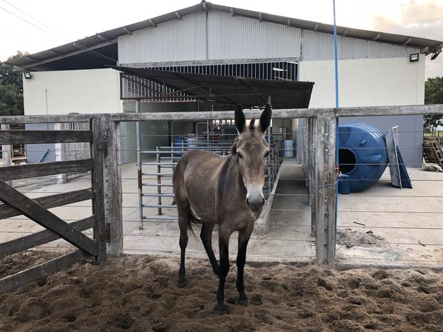 Mulas e burros - Foto 3
