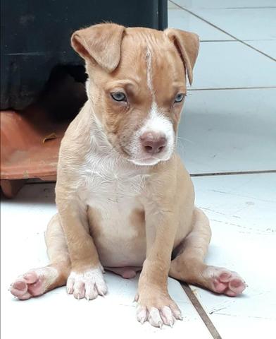 Filhotes Disponíveis - Foto 4
