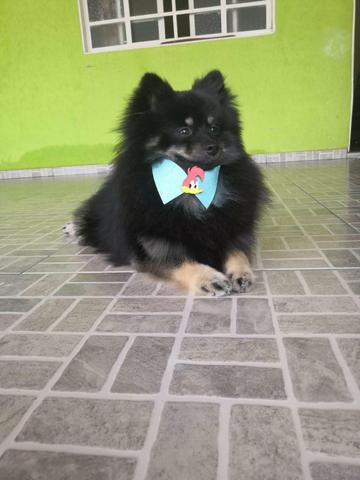 Spitz alemão procura namorada - Foto 4