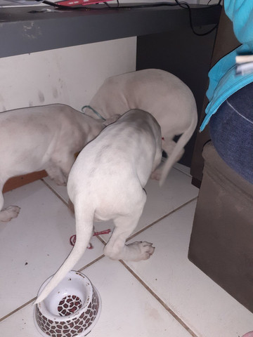 Cachorro - Foto 3