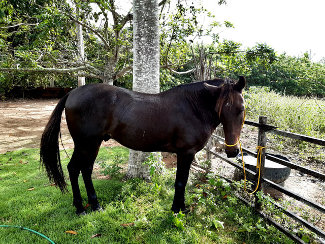 Cavalo Meio Sangue - Foto 4